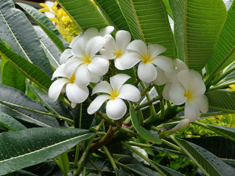 Why doesn't anyone ask men what their favorite flowers are?