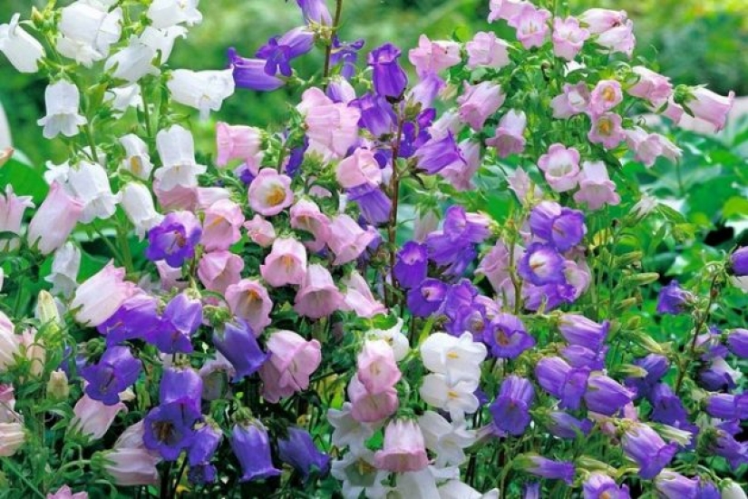 Why doesn't anyone ask men what their favorite flowers are?