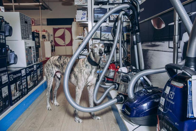 Why Finns are drawn to having domestic moose