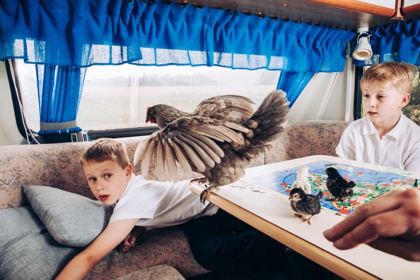 Why Finns are drawn to having domestic moose