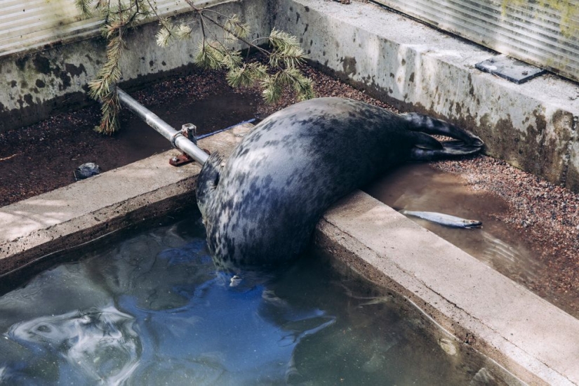 Why Finns are drawn to having domestic moose