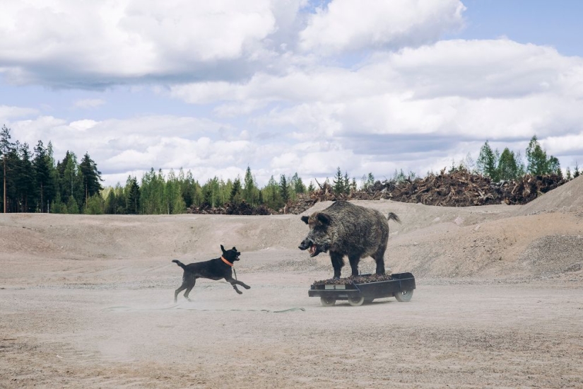 Why Finns are drawn to having domestic moose