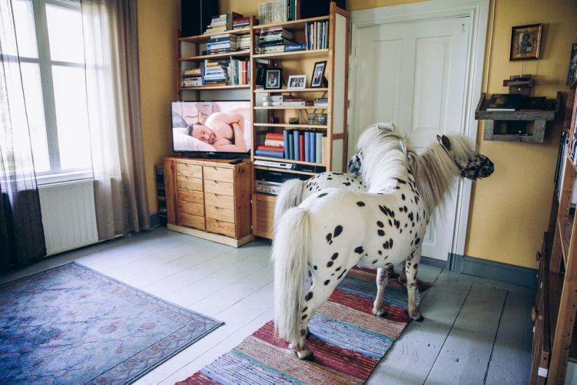 Why Finns are drawn to having domestic moose