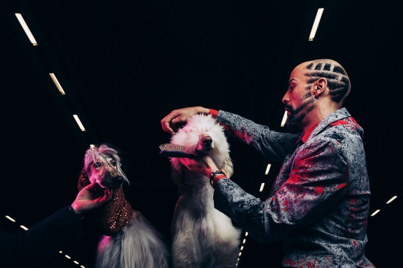 Why Finns are drawn to having domestic moose