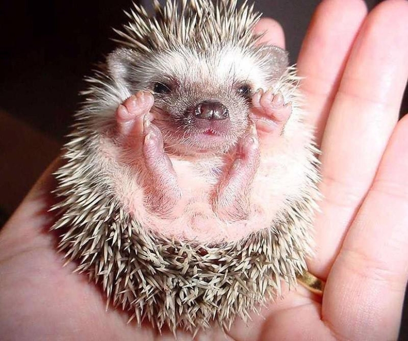 Why hedgehogs are better than cats
