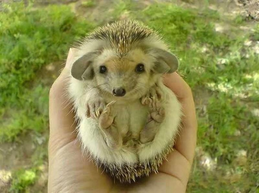 Why hedgehogs are better than cats