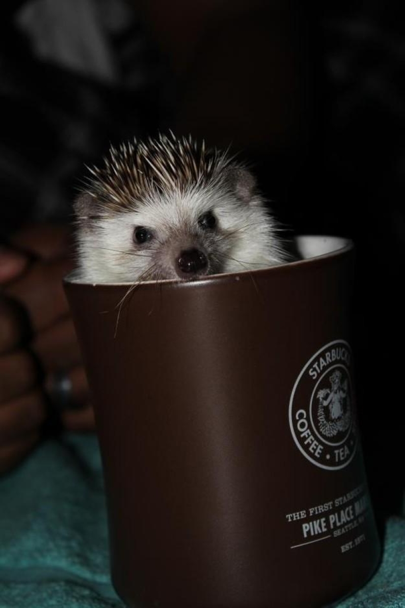 Why hedgehogs are better than cats