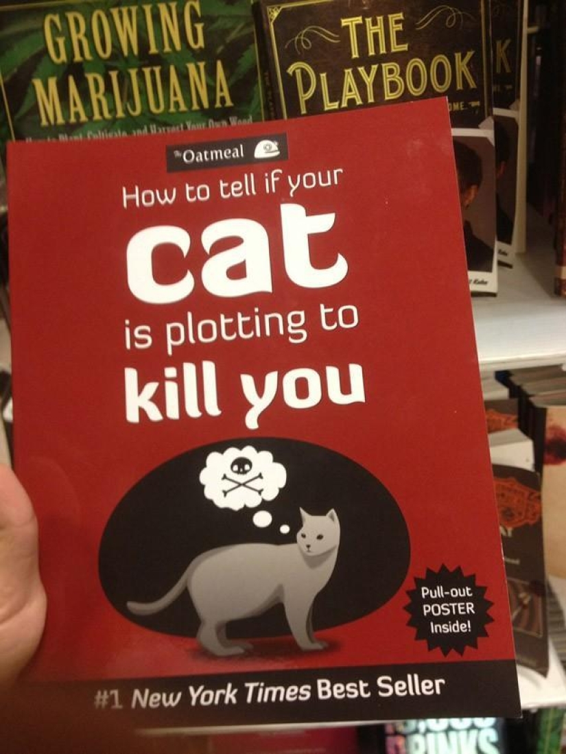 Why hedgehogs are better than cats