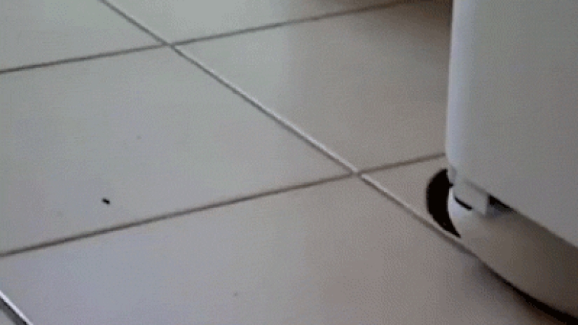 Why hedgehogs are better than cats