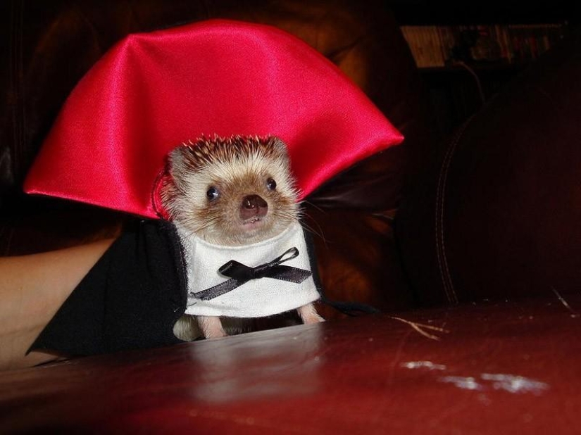 Why hedgehogs are better than cats