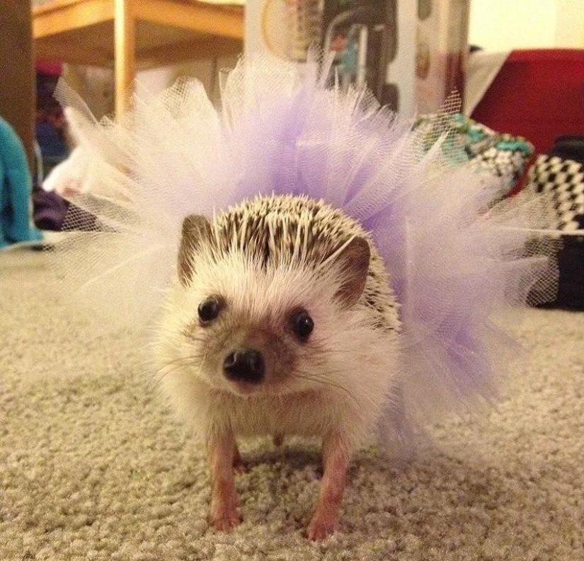 Why hedgehogs are better than cats