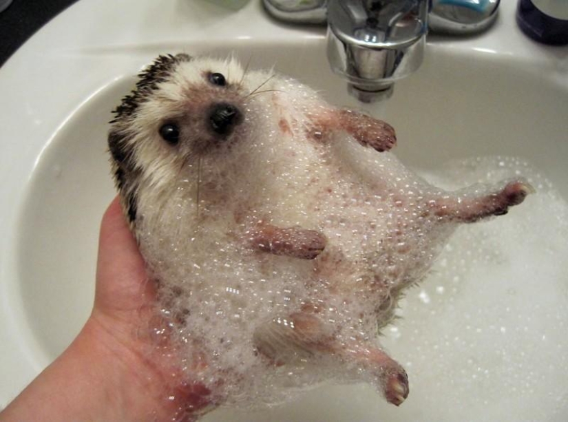 Why hedgehogs are better than cats