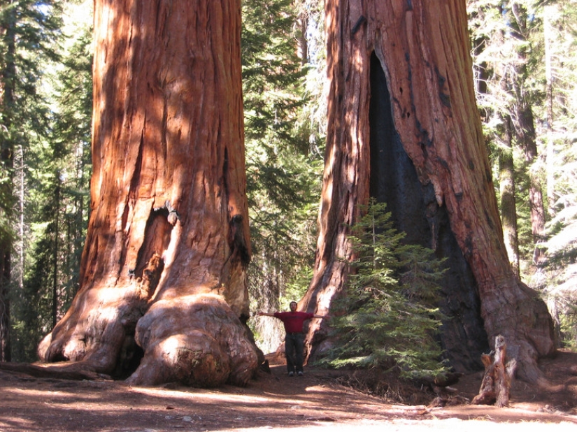 Why no one has seen how the tallest centenarians — sequoias - die