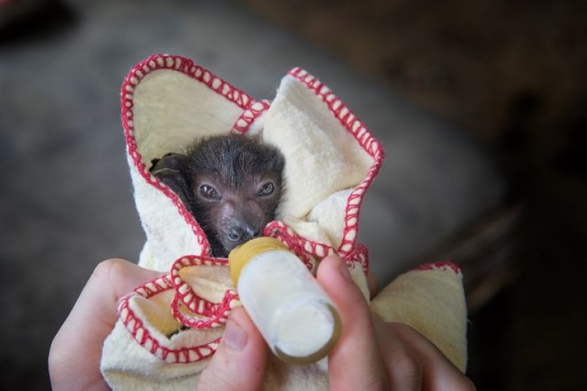 Why we are no longer afraid of bats