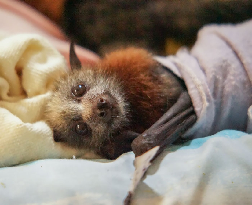 Why we are no longer afraid of bats