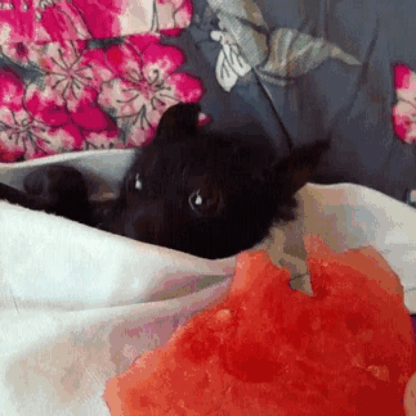 Why we are no longer afraid of bats