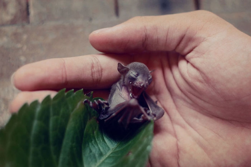 Why we are no longer afraid of bats