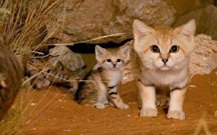 Wild cats you might not know about