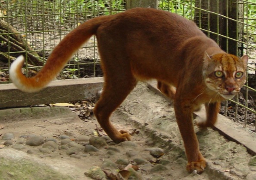 Wild cats you might not know about
