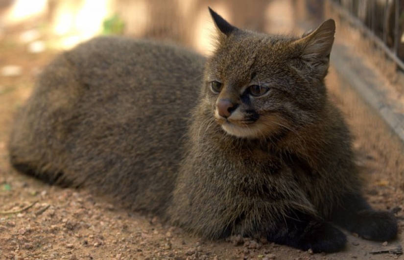 Wild cats you might not know about