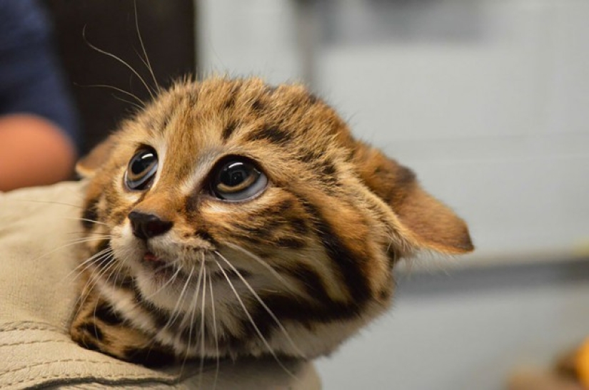 Wild cats you might not know about