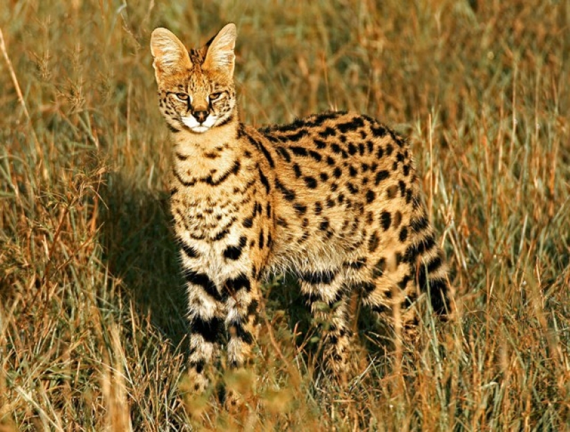 Wild cats you might not know about