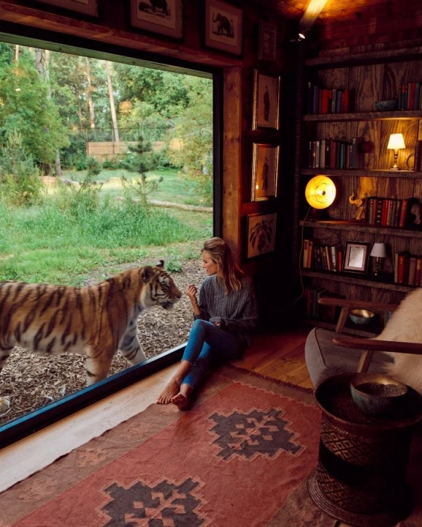 Wild night: a stunning hotel has opened in Kent, where you can relax next door to the lions