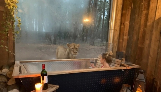 Wild night: a stunning hotel has opened in Kent, where you can relax next door to the lions