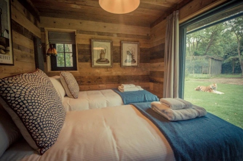Wild night: a stunning hotel has opened in Kent, where you can relax next door to the lions
