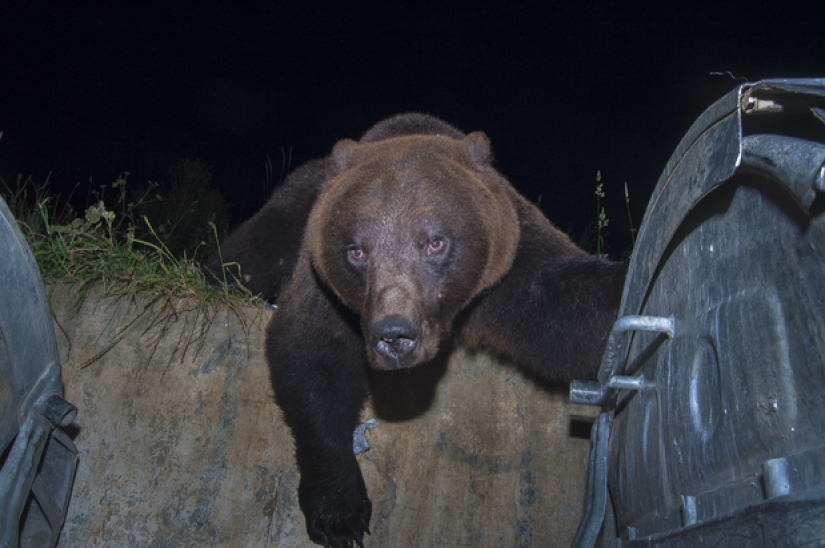 Wildlife life in a big city Wildlife life in a big city