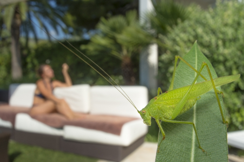 Wildlife life in a big city Wildlife life in a big city