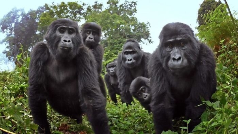 Will mountain gorillas accept a small robot into their pack?