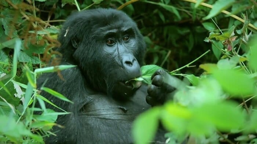 Will mountain gorillas accept a small robot into their pack?