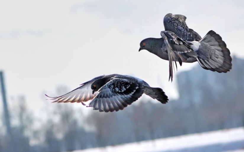 Winged vandal: how a Milanese pigeon marked an ancient masterpiece for 4 thousand euros