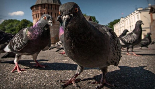 Winged vandal: how a Milanese pigeon marked an ancient masterpiece for 4 thousand euros