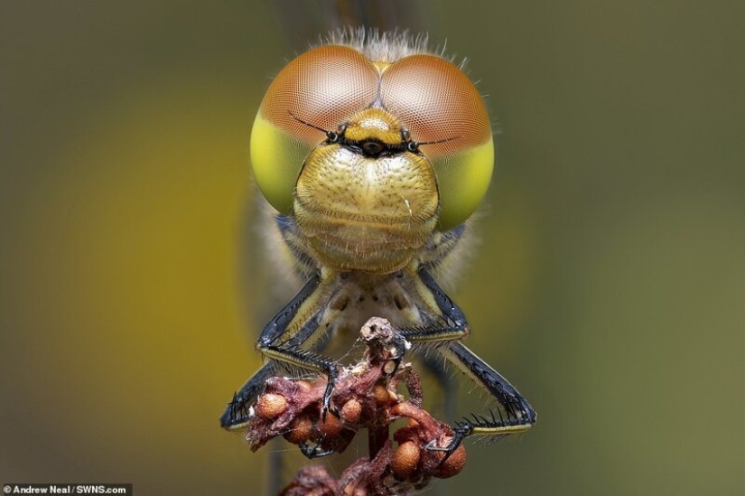 Winners of the Essex Wildlife Photography Contest
