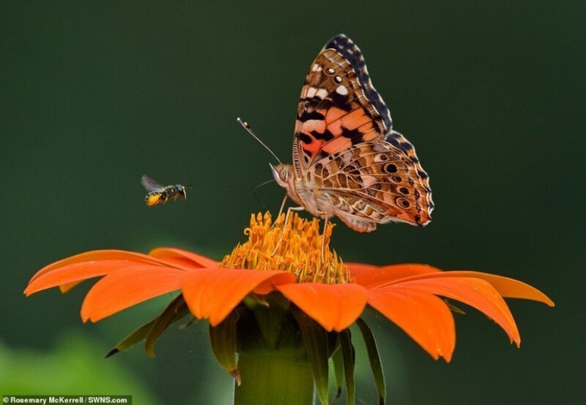 Winners of the Essex Wildlife Photography Contest