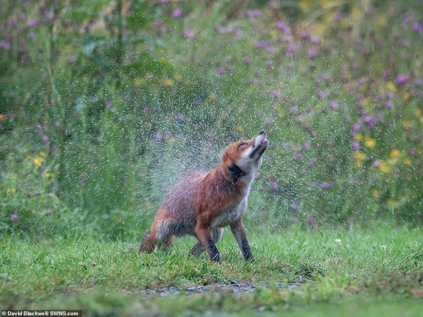 Winners of the Essex Wildlife Photography Contest