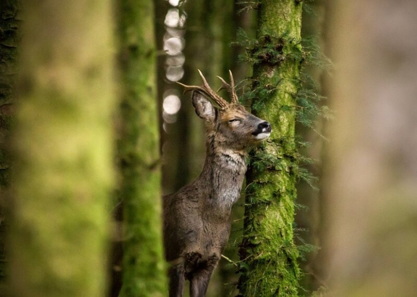 Winners of the Mammalian Photographer of the Year 2020 Amateur Photography Contest Winners of the Mammalian Photographer of the Year 2020 Amateur Photography Contest