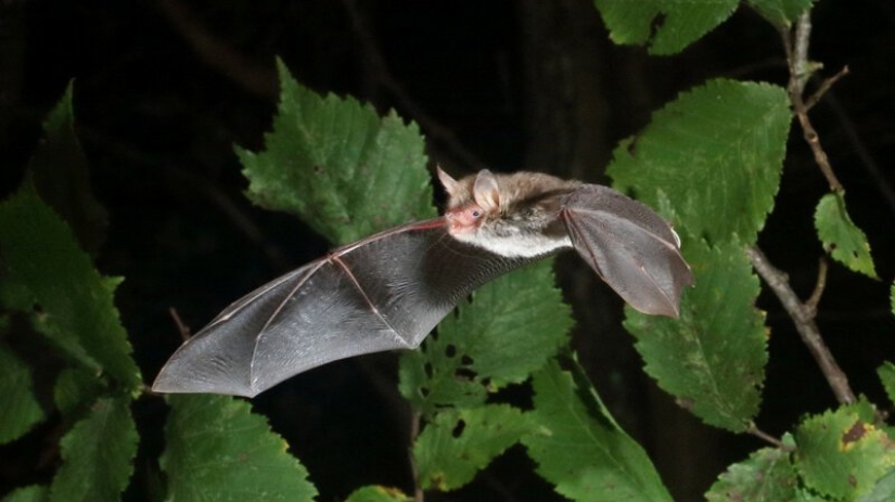 Winners of the Mammalian Photographer of the Year 2020 Amateur Photography Contest Winners of the Mammalian Photographer of the Year 2020 Amateur Photography Contest