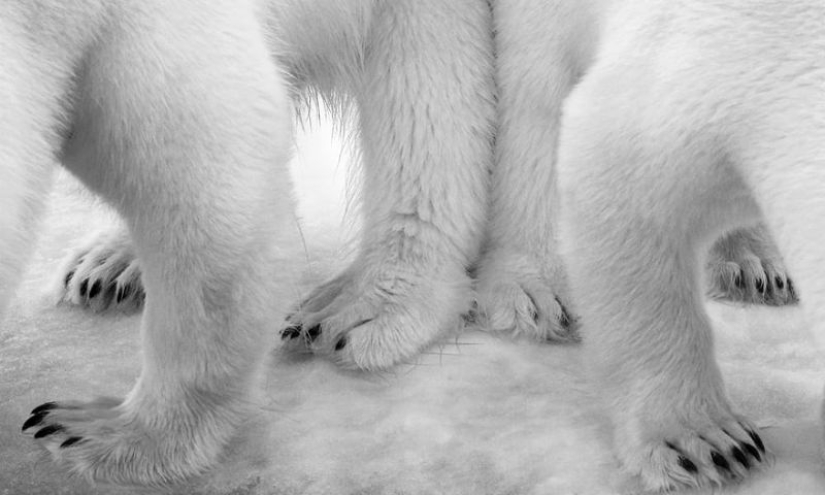 Winners of the Wildlife Photographer of the Year 2017 photo contest Winners of the Wildlife Photographer of the Year 2017 photo contest
