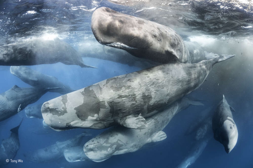 Winners of the Wildlife Photographer of the Year 2017 photo contest Winners of the Wildlife Photographer of the Year 2017 photo contest