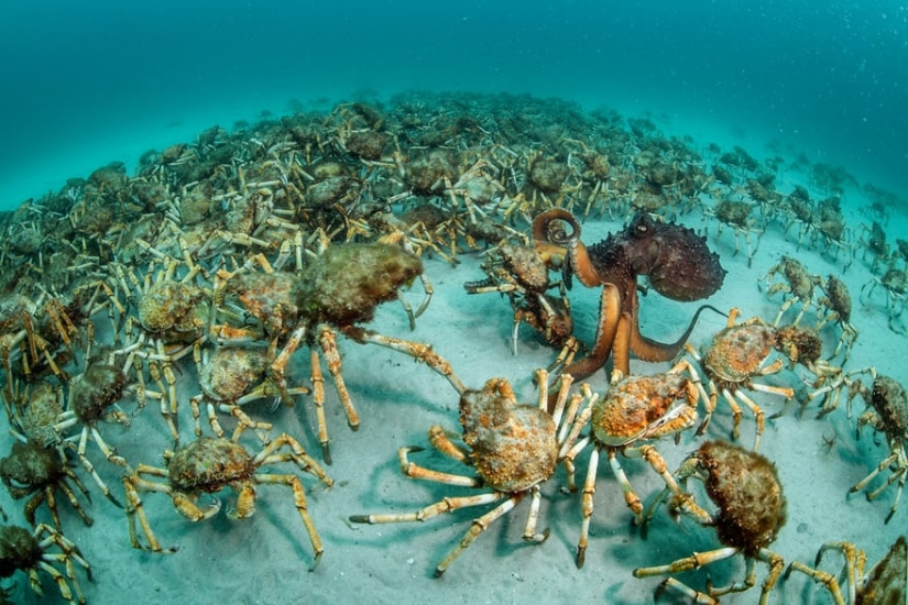 Winners of the Wildlife Photographer of the Year 2017 photo contest Winners of the Wildlife Photographer of the Year 2017 photo contest