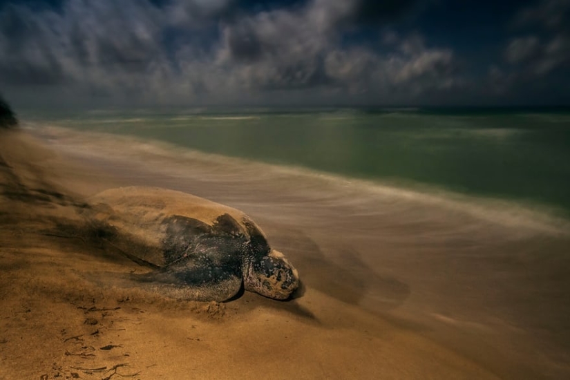 Winners of the Wildlife Photographer of the Year 2017 photo contest Winners of the Wildlife Photographer of the Year 2017 photo contest