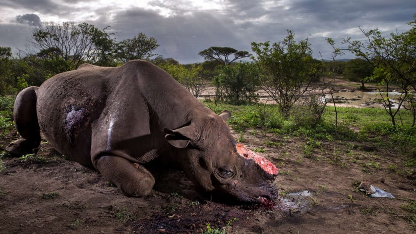Winners of the Wildlife Photographer of the Year 2017 photo contest Winners of the Wildlife Photographer of the Year 2017 photo contest