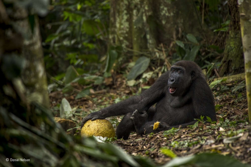 Winners of the Wildlife Photographer of the Year 2017 photo contest Winners of the Wildlife Photographer of the Year 2017 photo contest