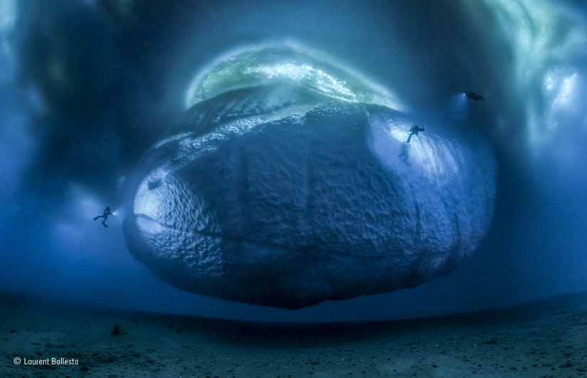 Winners of the Wildlife Photographer of the Year 2017 photo contest Winners of the Wildlife Photographer of the Year 2017 photo contest