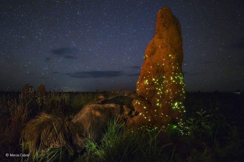 Winners of the Wildlife Photographer of the Year 2017 photo contest Winners of the Wildlife Photographer of the Year 2017 photo contest