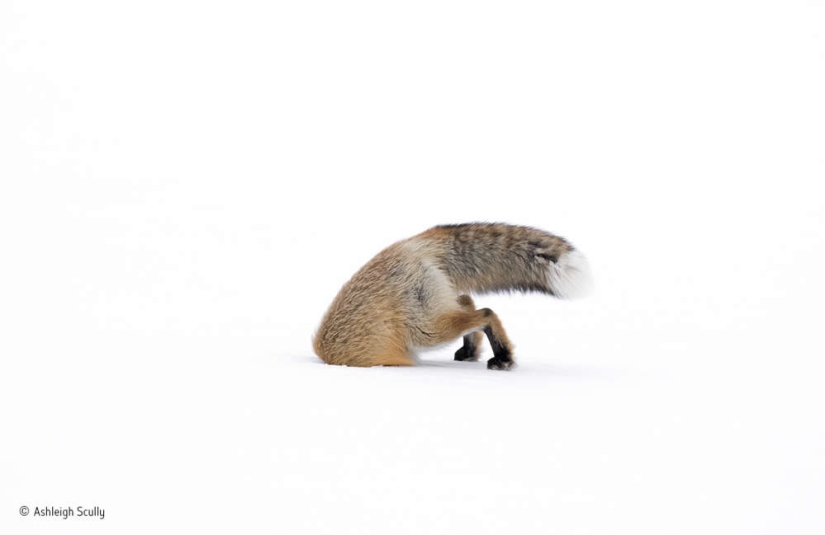 Winners of the Wildlife Photographer of the Year 2017 photo contest Winners of the Wildlife Photographer of the Year 2017 photo contest