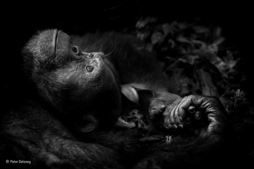 Winners of the Wildlife Photographer of the Year 2017 photo contest Winners of the Wildlife Photographer of the Year 2017 photo contest
